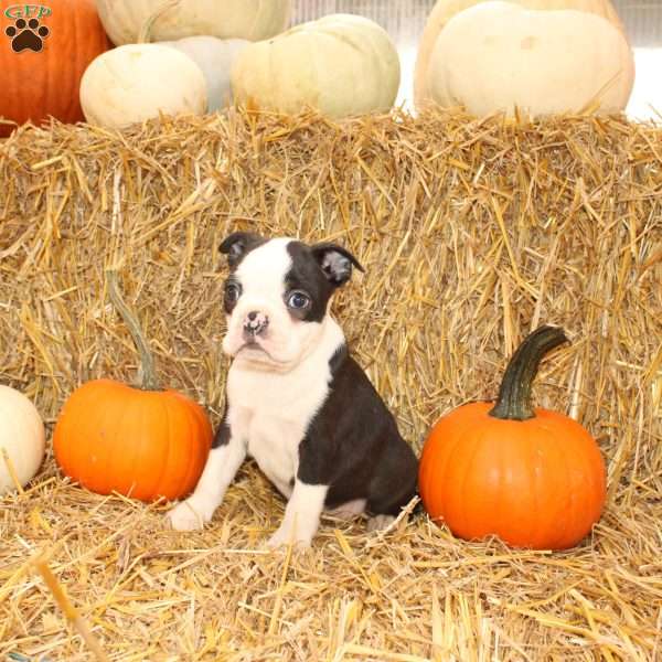 Jordan, Boston Terrier Puppy